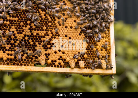 Rahmen eines Bienenstocks mit offenen und geschlossenen Zellen einer Wabe und Bienen. Königin Zellen für die KÖNIGIN-BIENE Zucht Stockfoto