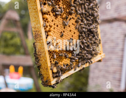 Frames eines Bienenstocks mit offenen und geschlossenen Brutzellen einer Wabe. Die Bienen Praxis Brutpflege. In einem offenen Königin Zelle suchen. Stockfoto