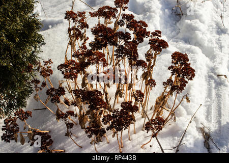 Ein kalter Winter Garten. Stockfoto