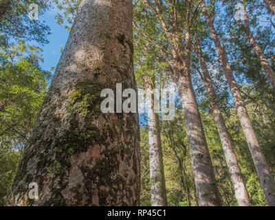 Kauri, die Baumstämme hoch über unterwuchs, in Puketi Wald, Northland, Neuseeland Stockfoto