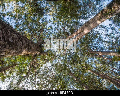 Kauri, die Baumstämme hoch über unterwuchs, in Puketi Wald, Northland, Neuseeland Stockfoto