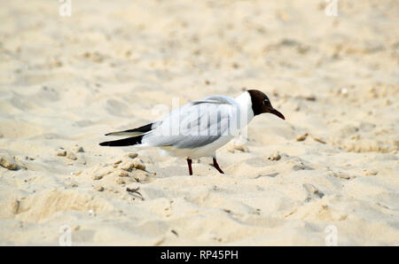 Schwarze Leitung Möwe auf Knoll Strand, Studland Bay, Swanage, Dorset, Großbritannien. Insel Purbeck. Sea Bird, Sea Gull Stockfoto