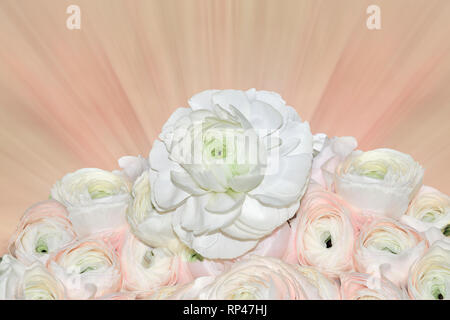 Schönen Blumenstrauß sanfte blass-rosa und weißen Ranunkeln Blumen, auf rosa Hintergrund mit Platz für Text-elegantes Detail unscharf für Ihre Stockfoto