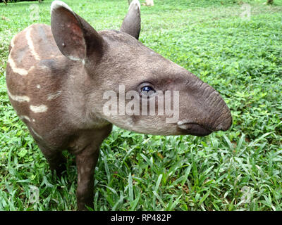 Tapir Baby im Dschungel - Peru Südamerika Stockfoto