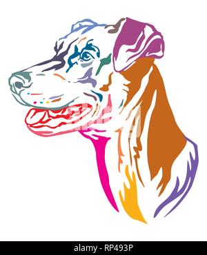 Bunt dekorativ Umrisse Portrait von Dog Deutsche Pinscher suchen im Profil, Vector Illustration in verschiedenen Farben auf weißem Hintergrund. Stock Vektor