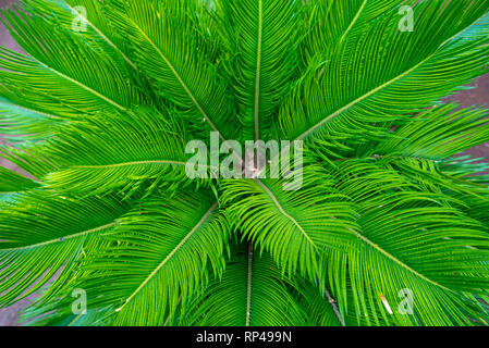 Grüne Palmen, tropischen Anlage in wild wächst. Close Up. Muster, Textur, Hintergrund. Stockfoto