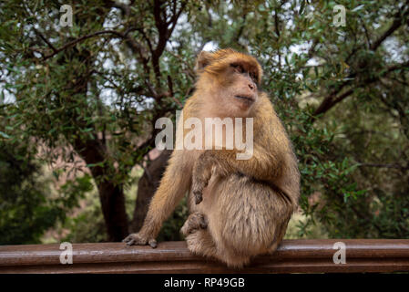 Barbary macaque Affen sitzen auf dem Boden in der großen Atlas Bergwälder mit grünen Blättern auf dem Hintergrund von Ouzoud Wasserfälle, Marokko, Afrika Stockfoto