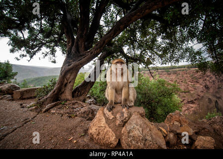 Barbary macaque Affen sitzen auf dem Boden in der großen Atlas Bergwälder mit grünen Blättern auf dem Hintergrund von Ouzoud Wasserfälle, Marokko, Afrika Stockfoto