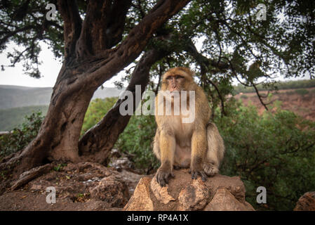 Barbary macaque Affen sitzen auf dem Boden in der großen Atlas Bergwälder mit grünen Blättern auf dem Hintergrund von Ouzoud Wasserfälle, Marokko, Afrika Stockfoto