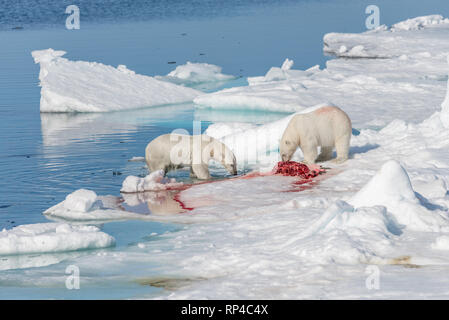 Zwei wilde Eisbären Essen getötet Dichtung auf dem Packeis nördlich von Spitzbergen, Svalbard Stockfoto