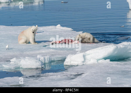 Zwei wilde Eisbären Essen getötet Dichtung auf dem Packeis nördlich von Spitzbergen, Svalbard Stockfoto