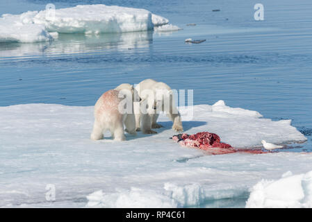 Zwei wilde Eisbären Essen getötet Dichtung auf dem Packeis nördlich von Spitzbergen, Svalbard Stockfoto