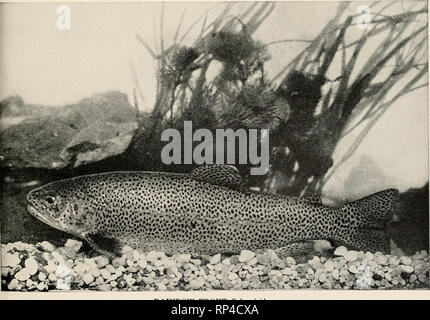 . Amerikanisches Essen und Spiel Fische. Eine beliebte Berücksichtigung aller Arten in Nordamerika nördlich des Äquators gefunden, mit Tasten für eine schnelle Identifizierung, Lebensgeschichten und die Methoden der Erfassung. Fische---- Nordamerika. VON BEHR FORELLE, Salmo iano. Eingeführt. Regenbogenforelle. Salmo irideus. Bitte beachten Sie, dass diese Bilder sind von der gescannten Seite Bilder, die digital für die Lesbarkeit verbessert haben mögen - Färbung und Aussehen dieser Abbildungen können nicht perfekt dem Original ähneln. extrahiert. Jordan, David Starr, 1851-1931; Evermann, Barton Warren, 1853-1932. Garden City, N.Y., Doubleday, Stockfoto