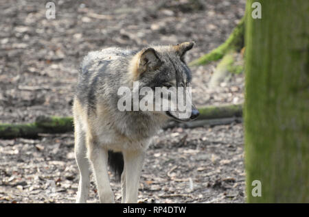 Eurasischen/grauer Wolf Stockfoto