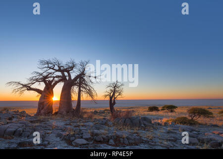 Baobab Bäume auf Kubu Insel bei Sonnenaufgang Stockfoto