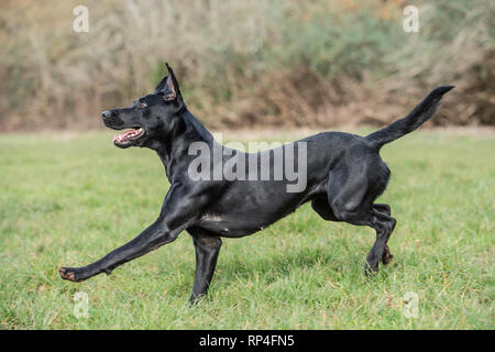 Labrador Retriever Hund läuft Stockfoto