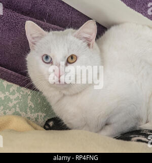 White odd eyed cat Stockfoto