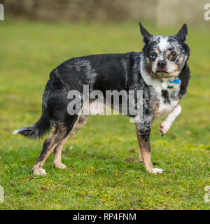 Chihuahua x Französische Bulldogge Stockfoto