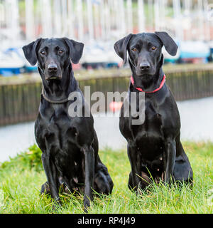 Labrador retriever Stockfoto