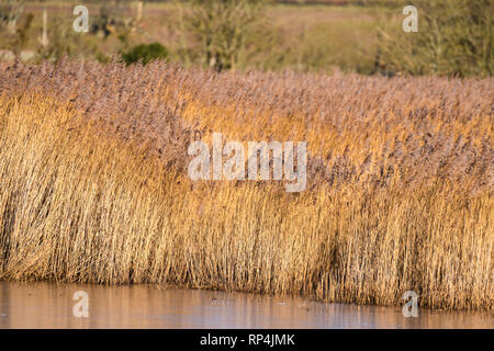 Schilf an Mersehead RSPB Nature Reserve, Dumfries and Galloway, Schottland Stockfoto