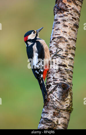 Männliche große Specht, Dendrocopos major, Dumfries and Galloway, Schottland entdeckt Stockfoto