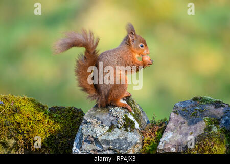 Red Squirrel, Sciurus vulgaris, Dumfries and Galloway, Schottland Stockfoto
