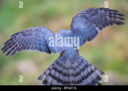 Sperber, Accipiter Nisus, Dumfries and Galloway, Schottland Stockfoto