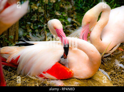 Flamingo Mutter Fütterung new born baby Stockfoto