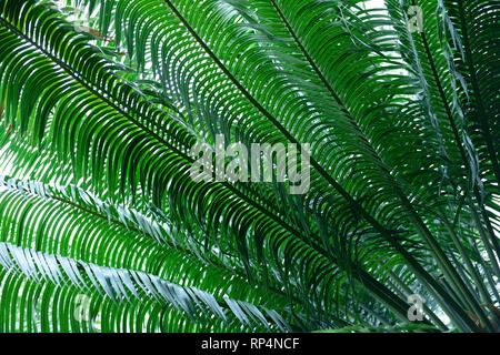 Cycas rumphi, in Kolumbien, Südamerika, allgemein bekannt als Queen Sago oder Queen Sago Palm Stockfoto