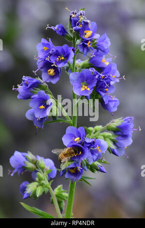 Nahaufnahme eines Polemonium caeruleum Blume (Jacobs Leiter) in voller Blüte Stockfoto