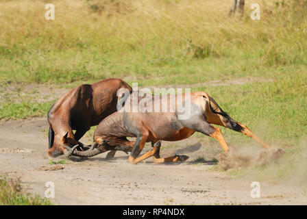 Männliche Topi (Damaliscus lunatus) kämpfen Stockfoto