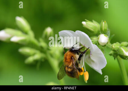 Makroaufnahme einer Biene pollianting ein polemonium caeruleum Blume (Jacobs Leiter) Stockfoto