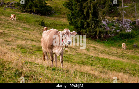 Braun Kuh mit Kuhglocke auf den bayerischen Alpen, Reisen chiemgau Reit im Winkl Stockfoto