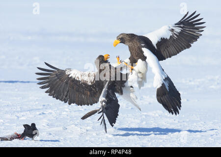 Zwei Steller Seeadler (Haliaeetus pelagicus) kämpfen, während eine Krähe ihre Fische stiehlt. Stockfoto