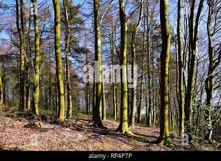 Bäume in der Wintersonne Stockfoto