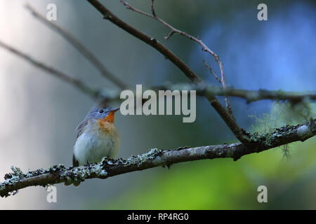 Männlich Red-breasted Schopftyrann (Ficedula parva) im Frühjahr. Europa Stockfoto