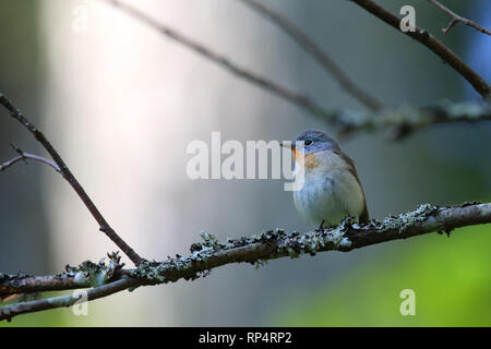 Männlich Red-breasted Schopftyrann (Ficedula parva) im Frühjahr. Europa Stockfoto