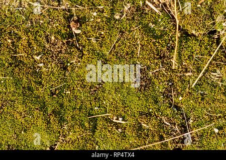 Moos auf dem Holz. Moosige Hintergrund. Makro Bild kann als Hintergrund verwendet werden Stockfoto