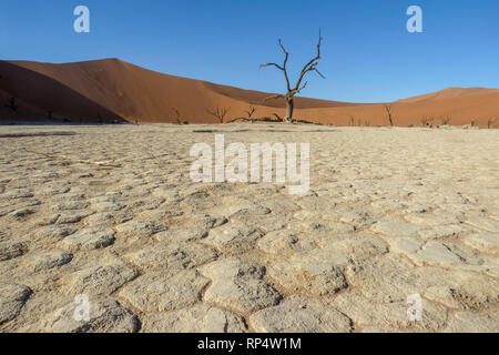 Das Sossusvlei in der Namib Naukluft National Park, Namibia und eine tote Akazie vor der Düne calles Big Daddy Stockfoto