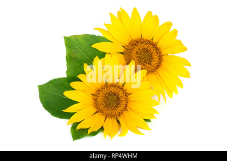 Zwei Sonnenblumen mit Blättern auf weißem Hintergrund. Stockfoto