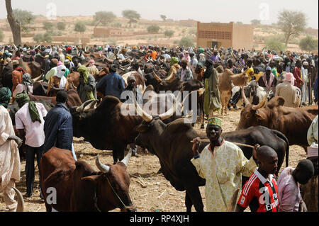 NIGER, Sahel, Zinder, Viehmarkt mit Zebu Kühe Stockfoto