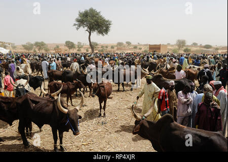 NIGER, Sahel, Zinder, Viehmarkt mit Zebu Kühe Stockfoto