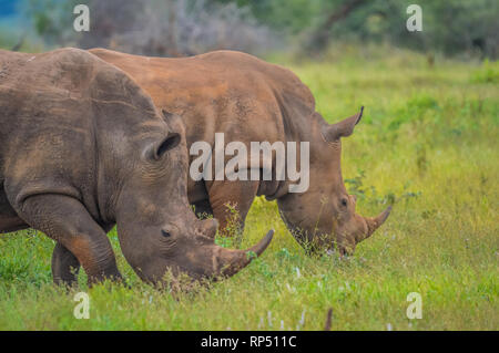 Eine nette männliche Stier White Rhino in Kruger National Park Stockfoto