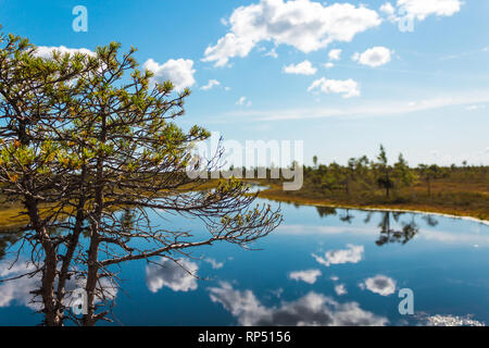 Blaue Seen mit Cloud Reflexion und grüne Vegetation während einer Wanderung in Kemeri Nationalpark an einem sonnigen Tag mit blauen Himmel (Riga, Lettland, Europa) Stockfoto