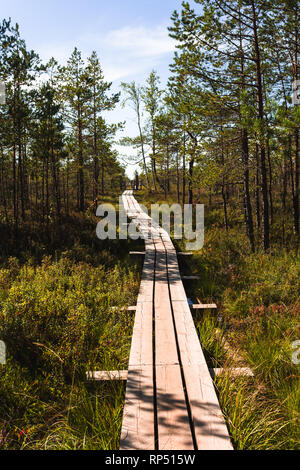 Holz-/Holz- Pfad für Wanderungen durch das Moor von Kemeri Nationalpark, während der Herbst mit klarem, blauem Himmel (Riga, Lettland, Europa) Stockfoto