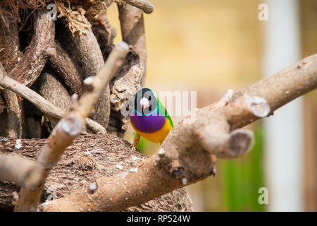 Die Gouldian Finch oder Erythrura gouldiae, männlich, aka der Lady Gouldian Finch, Goulds Finch oder der Regenbogen Finch. Stockfoto