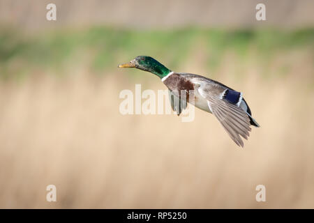 Männliche Stockente im Flug Stockfoto