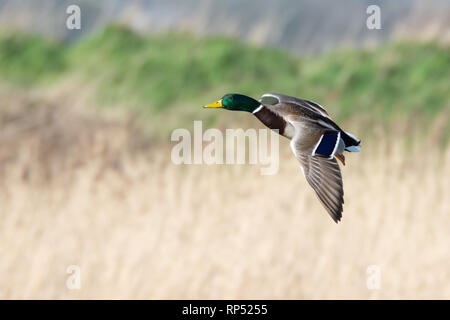 Männliche Stockente im Flug Stockfoto