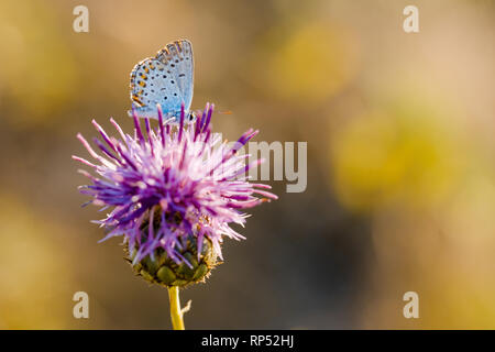 Single Thistle Blume in voller Blüte in das Feld ein. Stockfoto