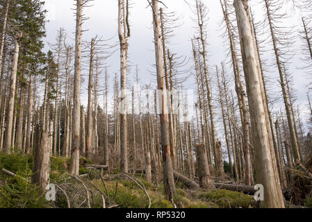 Waldsterben oder waldsterben von Nadelbäumen in Harz, Deutschland Stockfoto